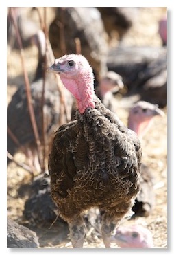 Free range turkey from Callow Farm, Stonesfield
